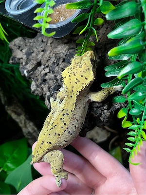 0.1 Kronengecko Weibchen 