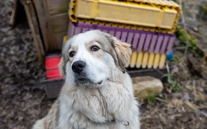 Wer schenkt Fina ein Zuhause?