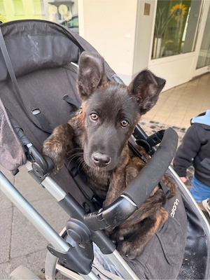 X herder rüde 3 monate alt 