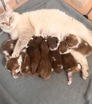    Entzückende Kätzchen abzugeben   nur in liebevolle Familien!    