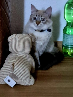 Katze sucht dringend neues Zuhause 