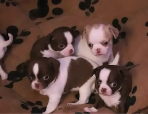 Chihuahua Mix Babys ab Ende April aus deutscher langjähriger Zucht 
