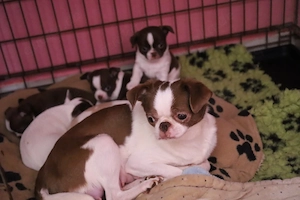 Chihuahua Mix Babys ab Ende April aus deutscher langjähriger Zucht 