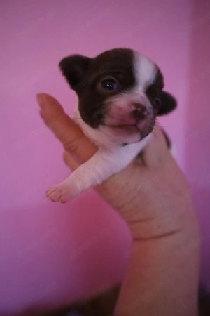 Chihuahua Mix Babys ab Ende April aus deutscher langjähriger Zucht 