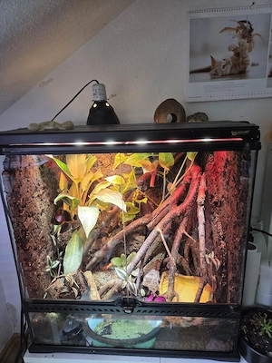 Dieses WE 200  - Exo Terra 60x45x60 inkl Besatz