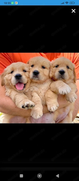 Vorsicht BetrügerinWelpen Verkauf.