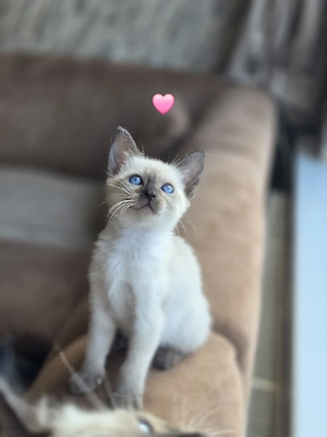 Schöne Kätzchen suchen ein liebevolles Zuhause   