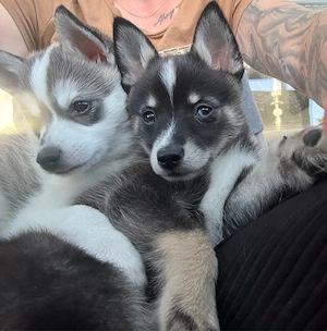 zwei  süsse pomsky jungs