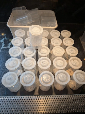 Springspinnen Phiddipus regius "North Carolina" 