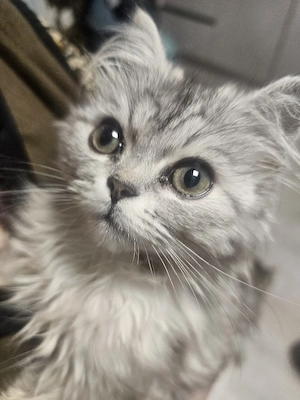 Reinrassig BKH Mädchen