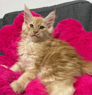 Maine Coon Kitten