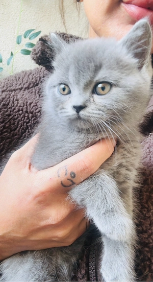 BKH Kitten sehr verschmust & menschenbezogen Bild 2