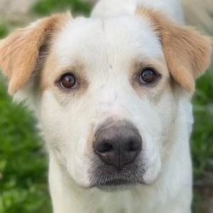 Malu, geb. ca. 07 2024, lebt in GRIECHENLAND, auf einer privaten Pflegestelle 