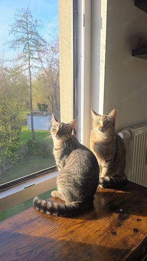 Zwei Katzen-Schwestern suchen ein neues Zuhause   