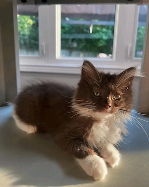 Bezaubernde Ragdoll-Kätzchen suchen ein Zuhause für immer Bild 2