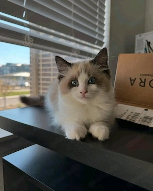 Die süßesten Kätzchen der Stadt!    Adoptiere eins, bevor sie weg sind!