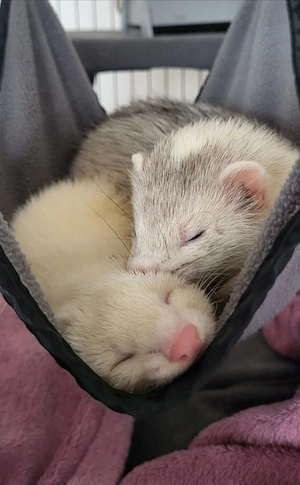 2 Frettchen Fähen + Käfig zu verkaufen