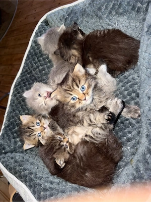 Britisch Kurz Langhaar Kitten 