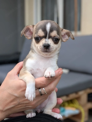 Wunderschöne Chihuahua Welpen in KH