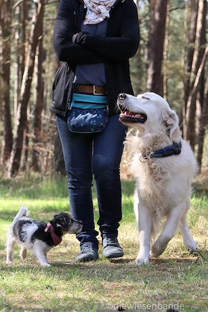 Jack Russell Terrier Welpen