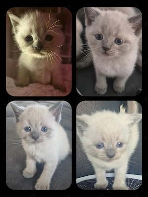 Zuckersüße BKH Mix Kitten mit blauen Augen abzugeben