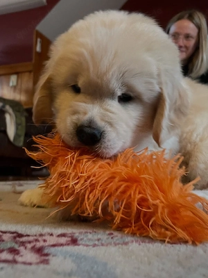 Golden-Retriever-Welpen