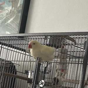 Halsbandsittich umständehalber abzugeben