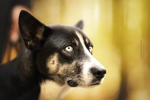 Freya - Seelenbegleiterin   