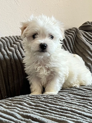 Malteser Mädchen Mini 