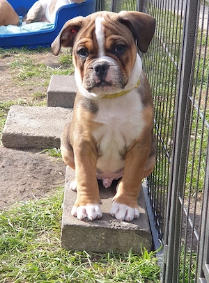 Die 4 lästen Oeb mix welpen suchen noch  ein liebevolles Zuhause 