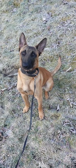 Malinois Rüde 