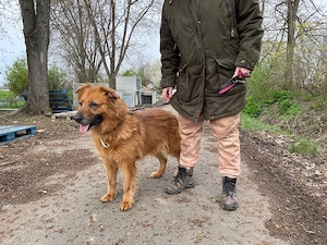 Zsömi, z.Z. in Ungarn, Schäferhund Mix, Hündin, groß, Einzelprinzessin, menschenfreundlich, aktiv Bild 3