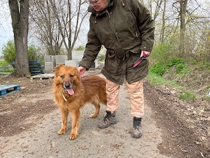Zsömi, z.Z. in Ungarn, Schäferhund Mix, Hündin, groß, Einzelprinzessin, menschenfreundlich, aktiv Bild 10