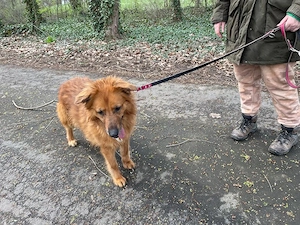 Zsömi, z.Z. in Ungarn, Schäferhund Mix, Hündin, groß, Einzelprinzessin, menschenfreundlich, aktiv Bild 8
