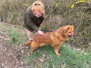 Zsömi, z.Z. in Ungarn, Schäferhund Mix, Hündin, groß, Einzelprinzessin, menschenfreundlich, aktiv Bild 9