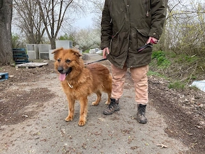 Zsömi, z.Z. in Ungarn, Schäferhund Mix, Hündin, groß, Einzelprinzessin, menschenfreundlich, aktiv