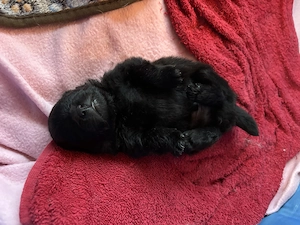 Zwergspitz rüde  Bild 2