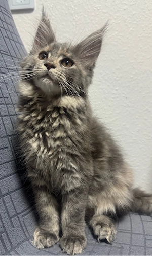 Maine Coon Kitten