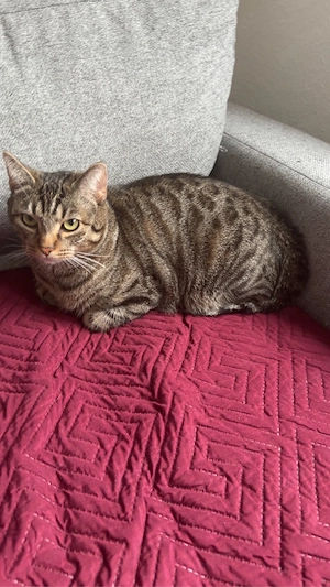 Verkaufe 1 Katze und 1 Kater  Bild 4