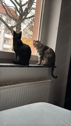 Verkaufe 1 Katze und 1 Kater  Bild 2