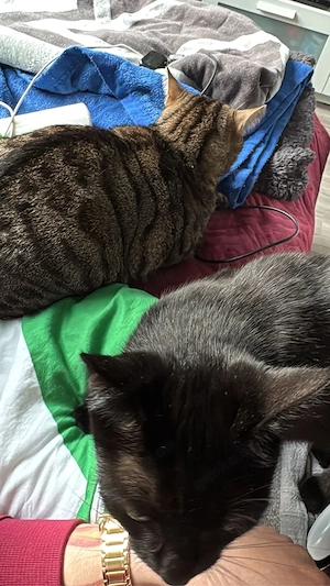 Verkaufe 1 Katze und 1 Kater  Bild 3