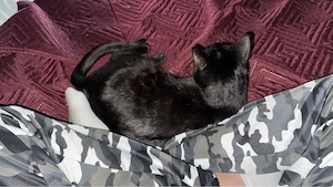 Verkaufe 1 Katze und 1 Kater 