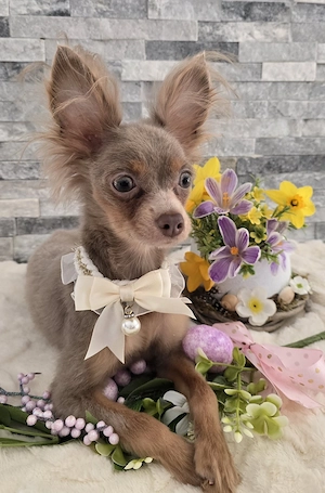 Reinrassige Russkiy Toy 