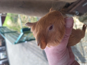 Meerschweinchen abzugeben