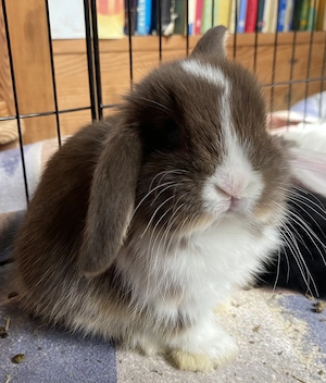 Zwergwidder Kaninchen Babys kleinbleibend 