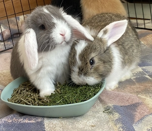 Zwergwidder Kaninchen Babys kleinbleibend  Bild 2