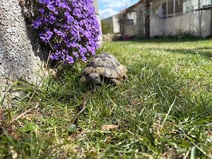 griechische Landschildkröte männlich