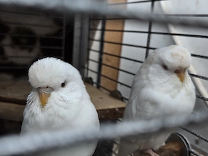 Wellensittich,  2 weiße Hennen 