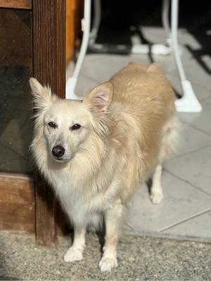 Tyson Collie-Terrier-Wolfspitz Mix 