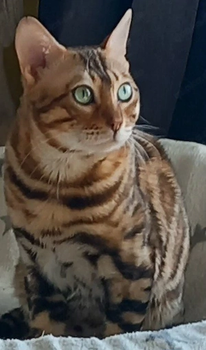 bengal kater in liebevolle Hände abzugeben 